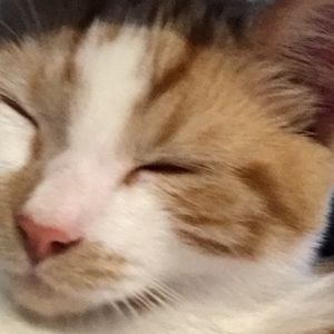 Meet your Posher, Phoebe